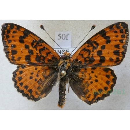 Melitaea didyma (Esper, 1778) male Przeplatka didyma France50f